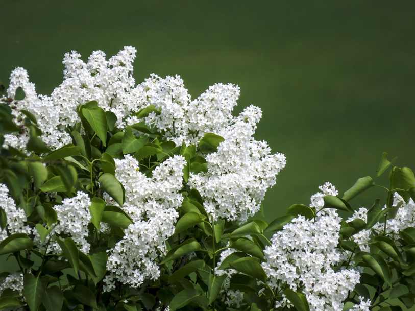 Value Investing: Dinossauros Financeiros ou Filosofia de Investimento Duradoura?